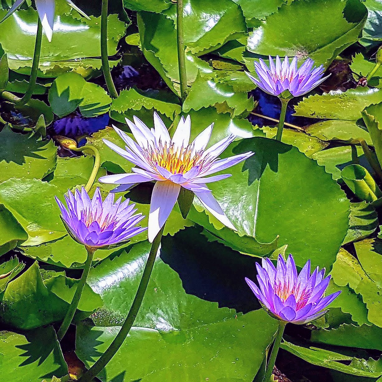 Blue Lotus (Nymphaea stellata)