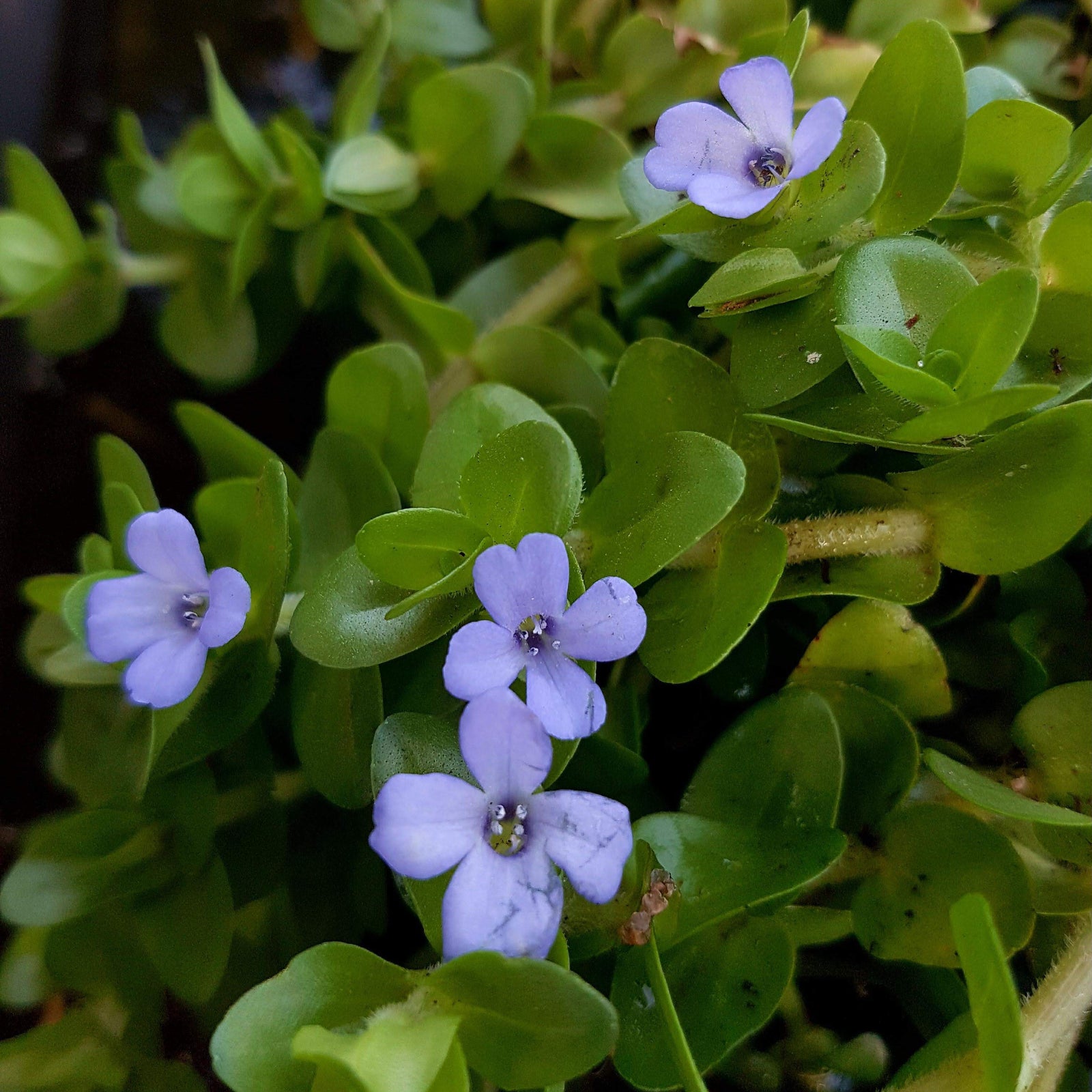 Lemon Scented Bacopa