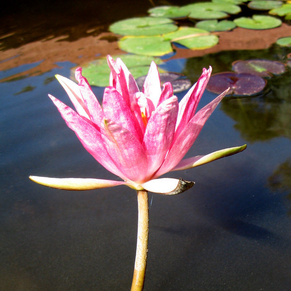 red spider water lily Red Spider - Hardy Water Lily