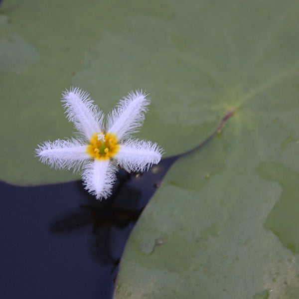 small white water lily Snowflake or White Water Fringe