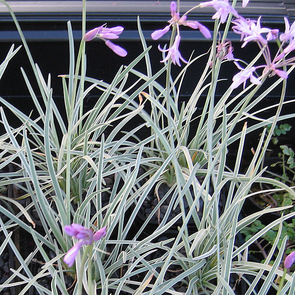 Society Garlic (VariegatedJ)