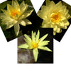 Yellow Mixed Water Lily - 3 Pack