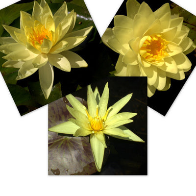 Yellow Mixed Water Lily - 3 Pack