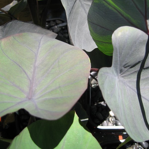 Black Taro