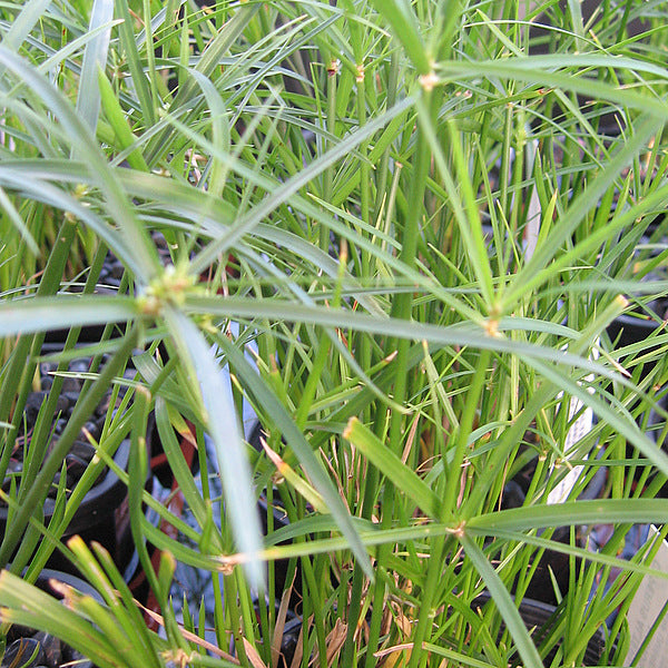 Dwarf Umbrella Grass