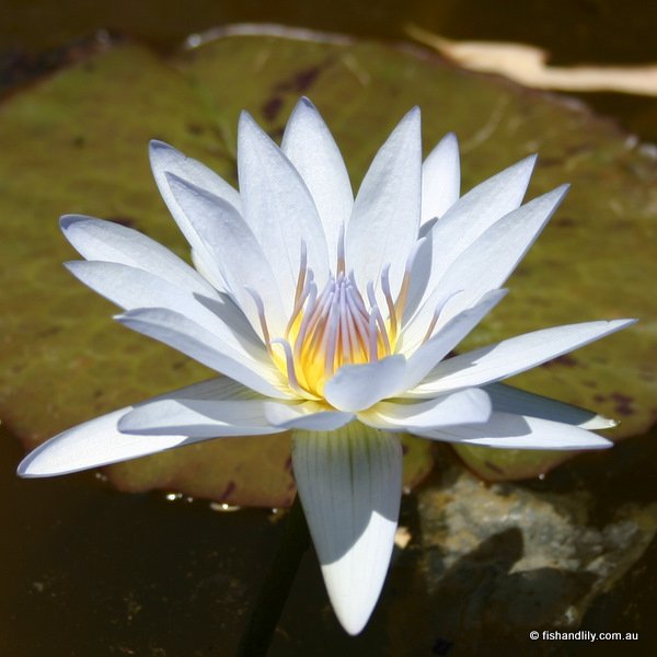 Blue Muriel - Tropical Water Lily - The Lily Farm