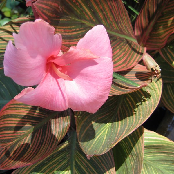Water Canna Dwarf Tri Colour