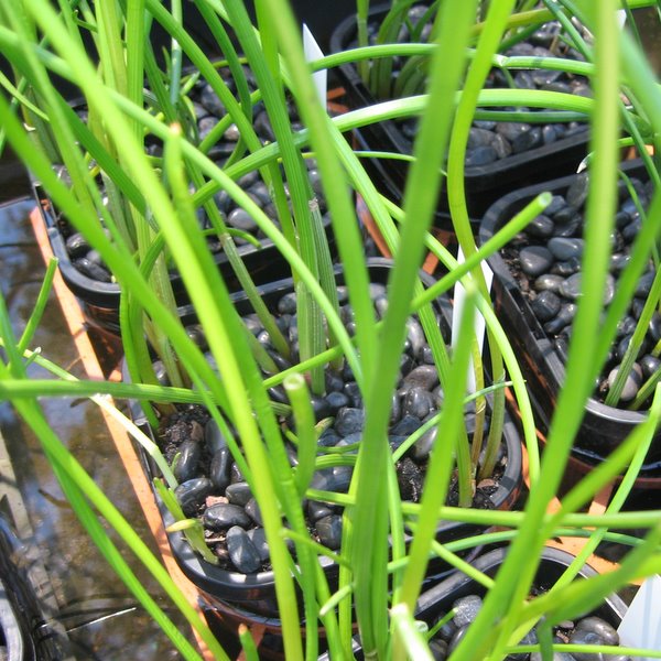 Chinese Water Chestnut