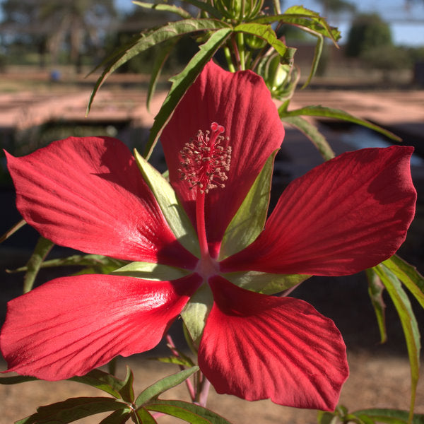 Water Hibiscus Red