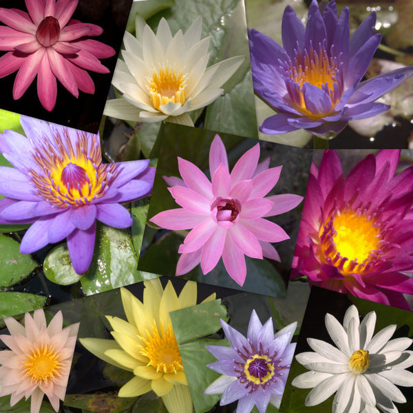 Tropical Water Lily - 10 Pack